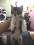 ADOÇÃO DE 3 GATINHAS