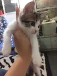 ADOÇÃO DE 3 GATINHAS