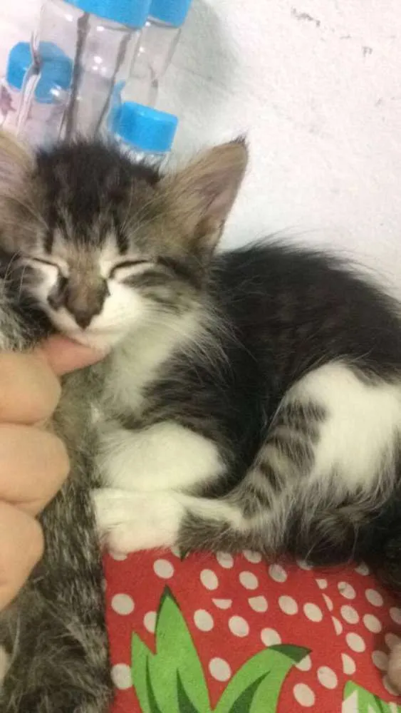 Gato ra a SRD idade Abaixo de 2 meses nome ADOÇÃO DE 3 GATINHAS
