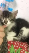 ADOÇÃO DE 3 GATINHAS