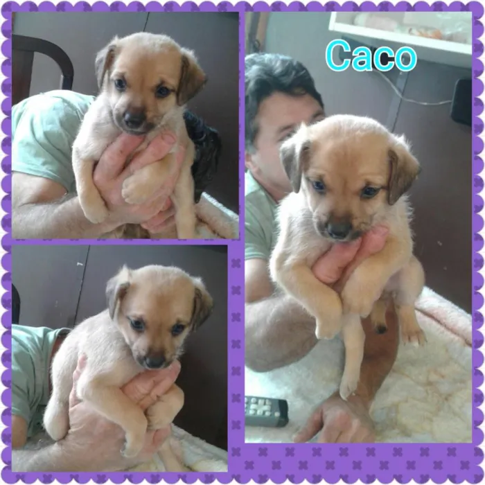 Cachorro ra a Srd idade Abaixo de 2 meses nome Polar e caco 