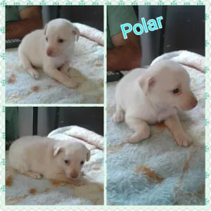 Cachorro raça Srd idade Abaixo de 2 meses nome Polar e caco 