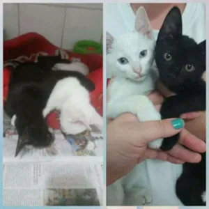 Gato raça Srd idade 2 a 6 meses nome Yin e Yang 