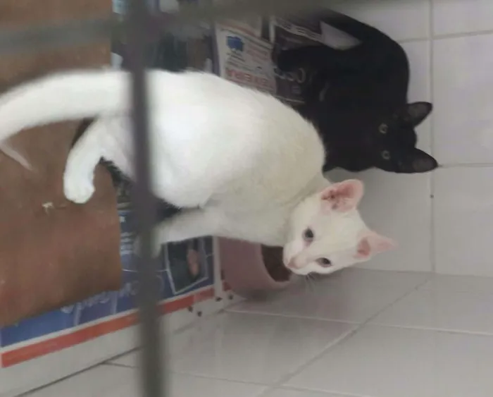 Gato ra a Srd idade 2 a 6 meses nome Yin e Yang 