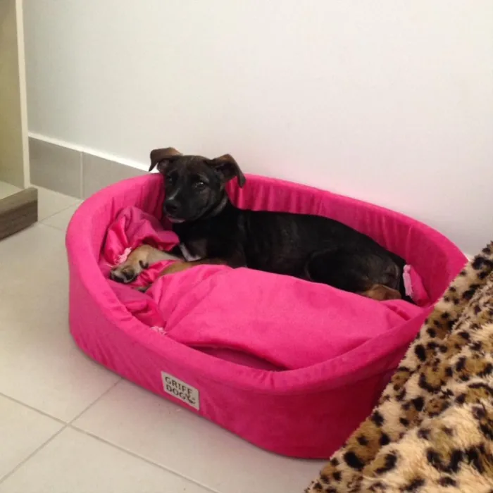 Cachorro raça Vira lata  idade 2 a 6 meses nome Tulipa