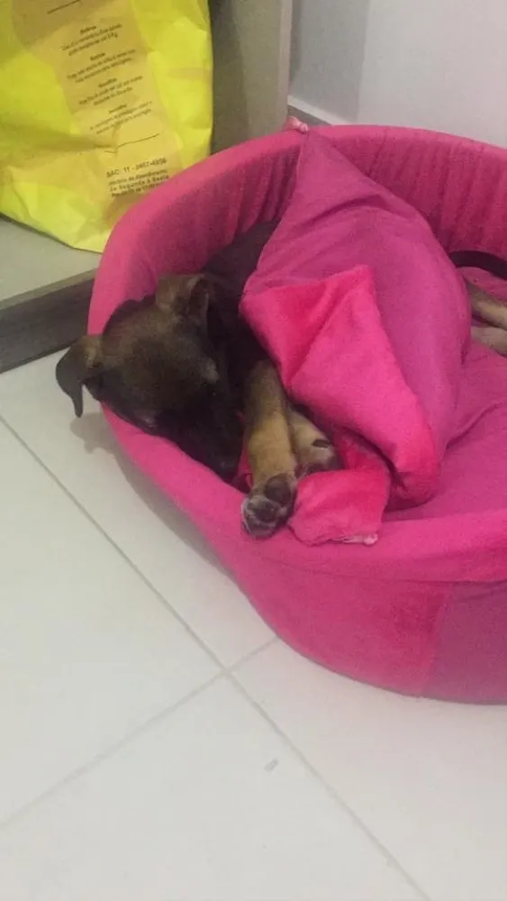 Cachorro raça Vira lata  idade 2 a 6 meses nome Tulipa