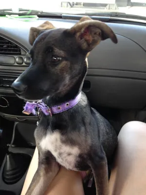 Cachorro raça Vira lata  idade 2 a 6 meses nome Tulipa