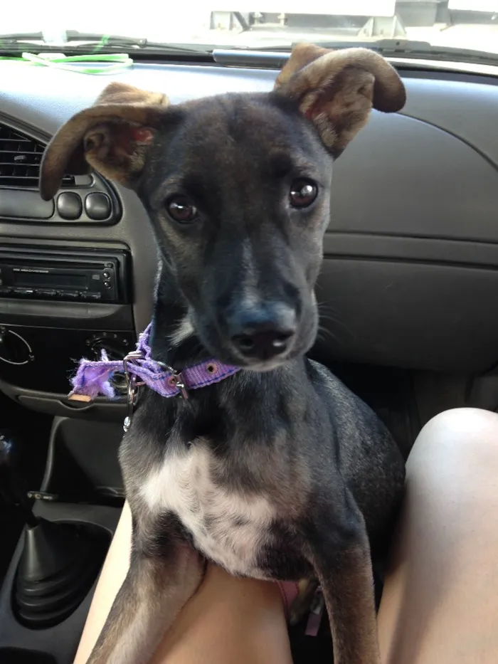 Cachorro raça Vira lata  idade 2 a 6 meses nome Tulipa
