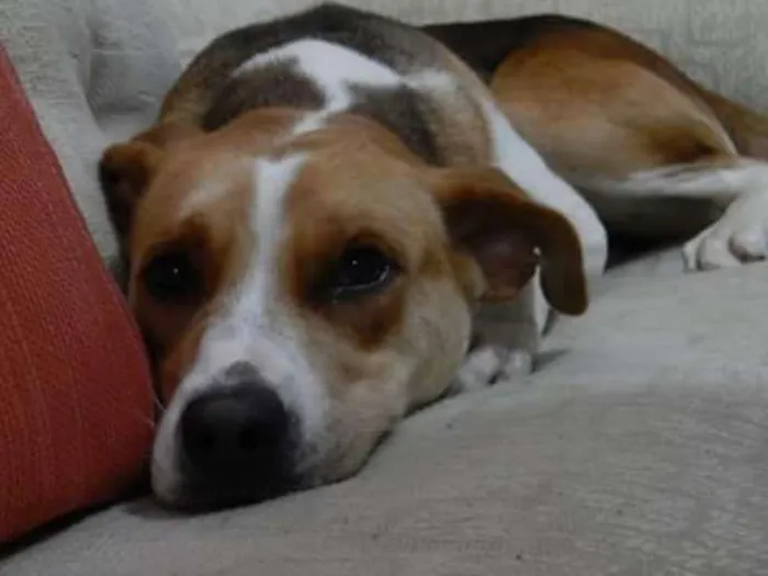 Cachorro ra a sdr idade 2 anos nome Flor