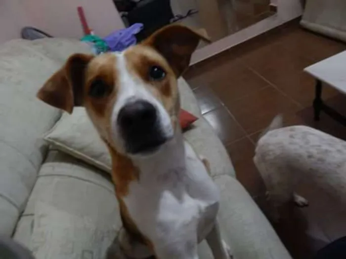 Cachorro ra a sdr idade 2 anos nome Flor