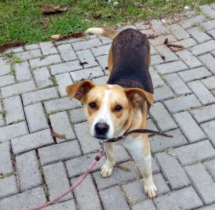 Cachorro ra a sdr idade 2 anos nome Flor
