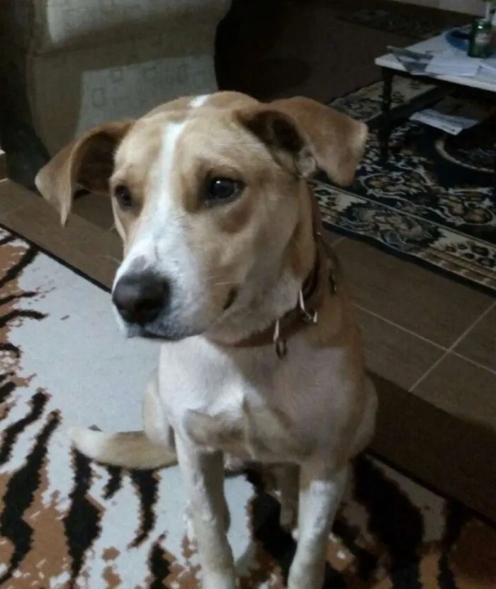 Cachorro ra a sdr idade 2 anos nome Flor