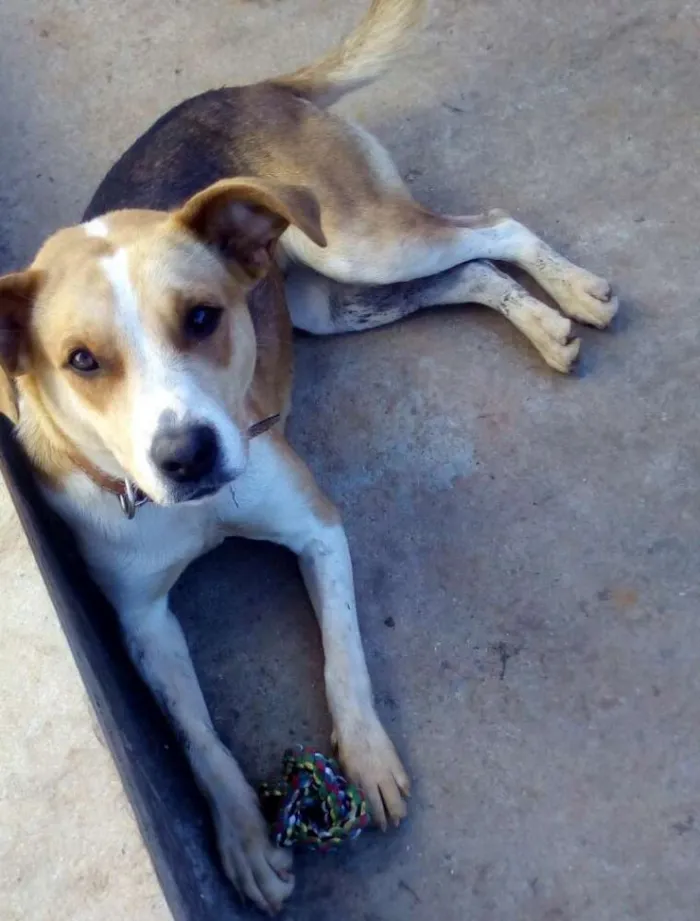 Cachorro ra a sdr idade 2 anos nome Flor