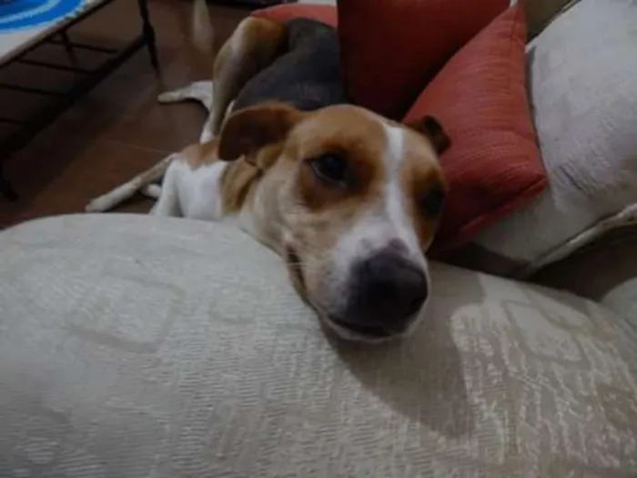 Cachorro ra a sdr idade 2 anos nome Flor