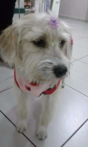 Cachorro raça Srd idade 7 a 11 meses nome Vitória