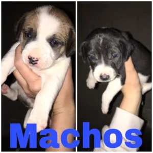 Cachorro raça Vira-lata  idade Abaixo de 2 meses nome Não possui nome