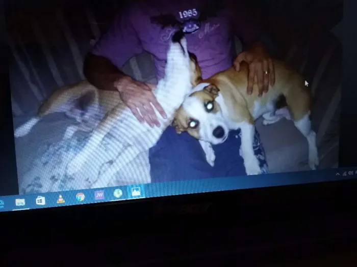 Cachorro raça Vira lata idade 3 anos nome Dengoso e Soneca