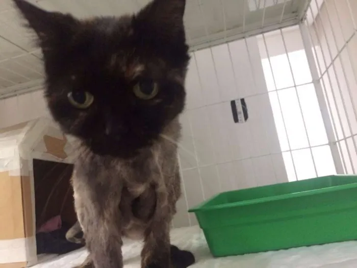Gato ra a Persa  idade 6 ou mais anos nome Lyra