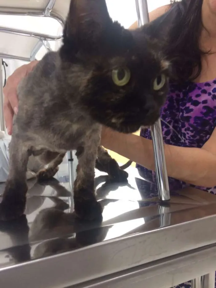 Gato ra a Persa  idade 6 ou mais anos nome Lyra