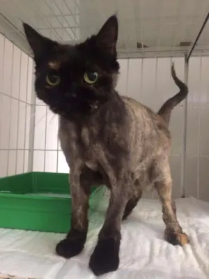 Gato raça Persa  idade 6 ou mais anos nome Lyra
