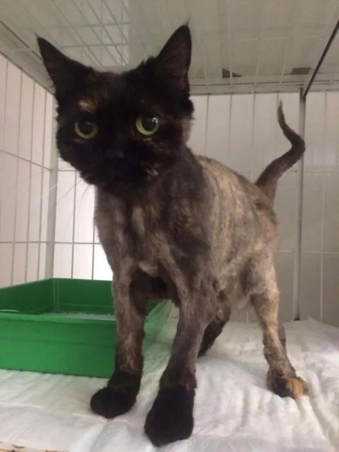 Gato ra a Persa  idade 6 ou mais anos nome Lyra