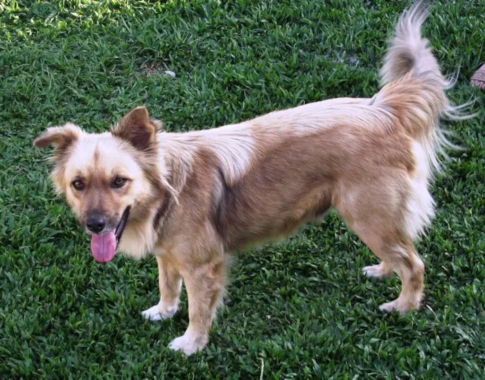 Cachorro ra a SRD idade 1 ano nome Piti