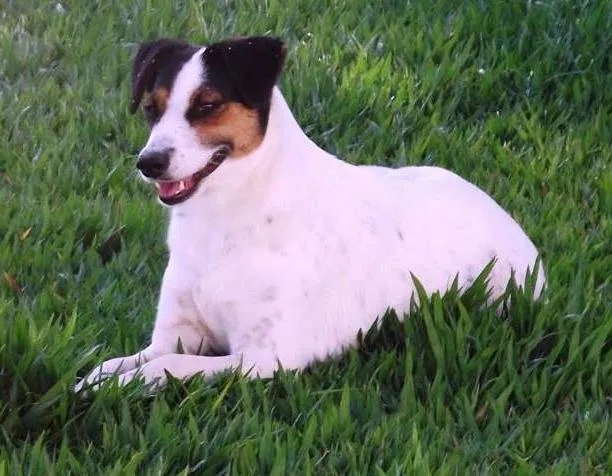 Cachorro ra a SRD idade 1 ano nome Viana