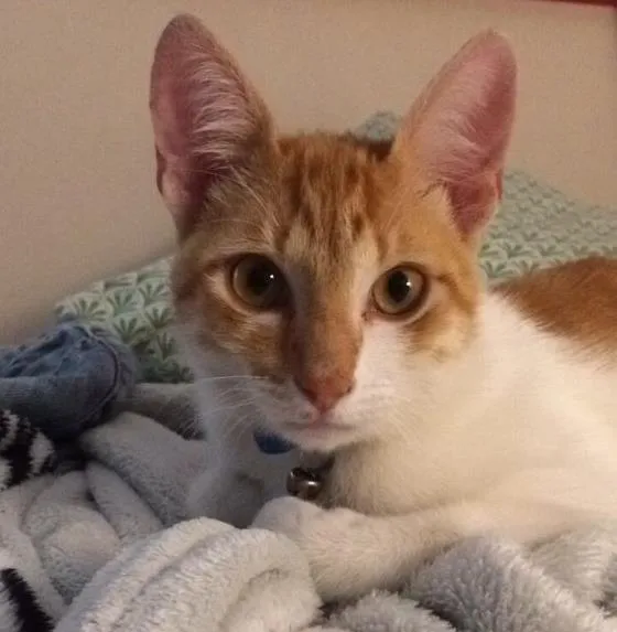 Gato ra a SRD idade 7 a 11 meses nome Cris