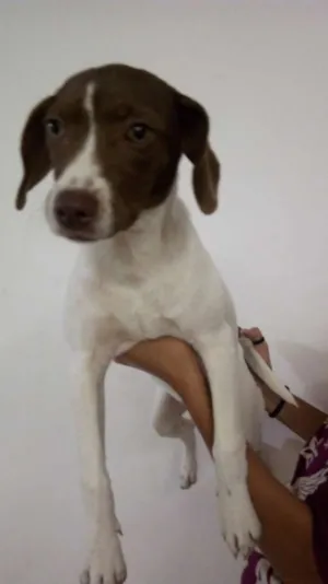 Cachorro raça SRD idade 2 a 6 meses nome Sem nome 