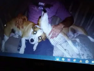 Cachorro raça Vira lata idade 3 anos nome Dengoso e Soneca