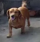 Cachorro raça Basset-Cofap idade 3 anos nome Julli