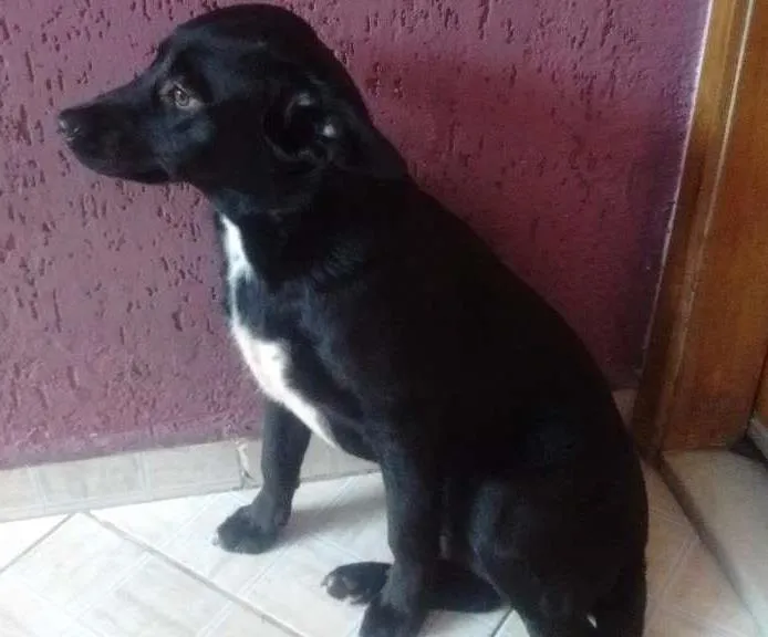 Cachorro ra a Indefinida idade 2 a 6 meses nome Pretinha