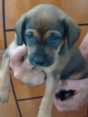 Cachorro raça Não definida  idade 2 a 6 meses nome Rosa, adalia,nina