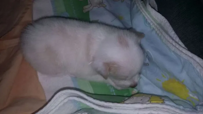 Cachorro ra a Vira-lata idade Abaixo de 2 meses nome Dolly/Dolar