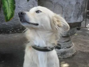 Cachorro raça  idade 5 anos nome Tonico
