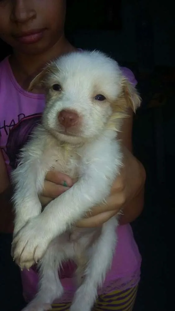 Cachorro ra a Vira-lata idade Abaixo de 2 meses nome Dolly/Dolar