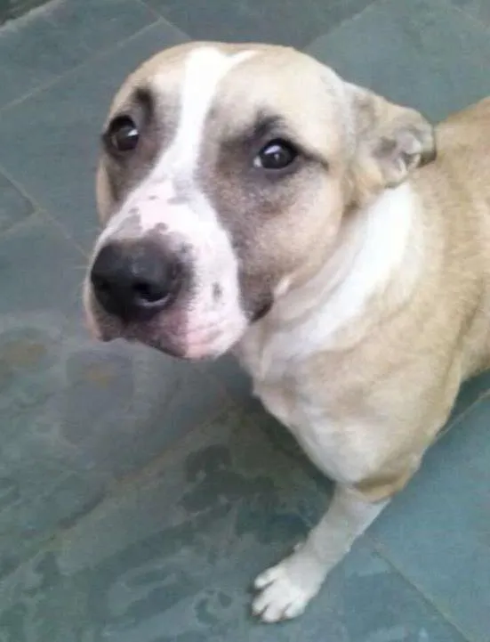 Cachorro ra a MIX idade  nome FLORA