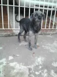 Toquinho