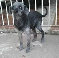 Cachorro ra a poodle ou mestiço de outra raça peluda idade 1 ano nome Toquinho