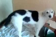 Peludinho