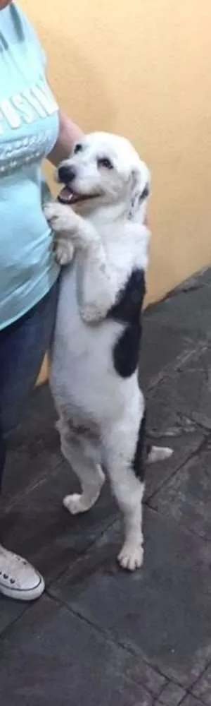 Cachorro ra a SRD idade 1 ano nome Peludinho