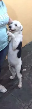 Peludinho