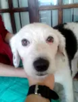 Peludinho