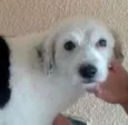 Peludinho