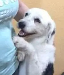 Cachorro raça SRD idade 1 ano nome Peludinho