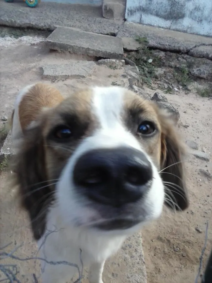 Cachorro ra a mestiço idade 7 a 11 meses nome Thor