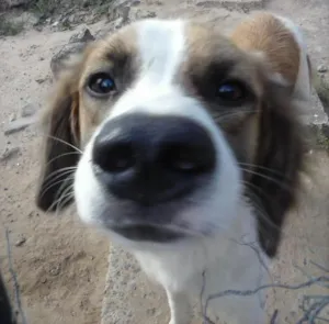 Cachorro raça mestiço idade 7 a 11 meses nome Thor
