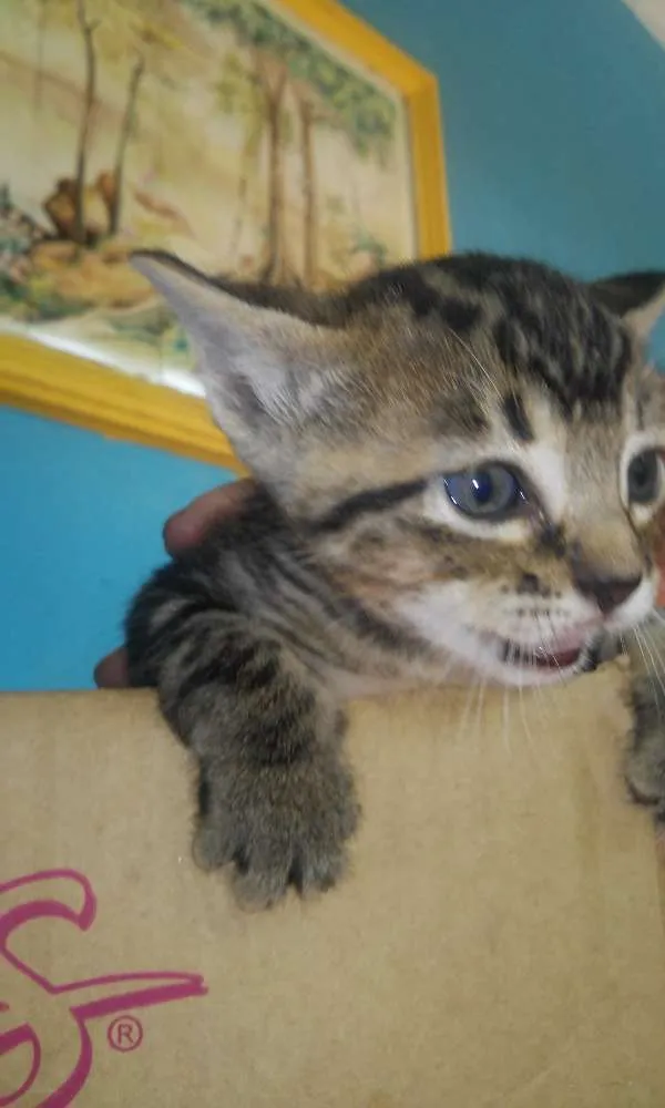 Gato ra a SRD idade Abaixo de 2 meses nome Florzinha