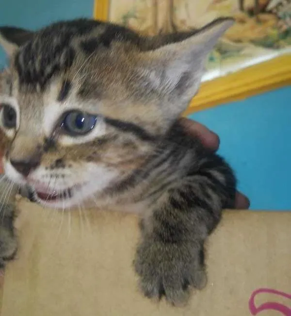 Gato ra a SRD idade Abaixo de 2 meses nome Florzinha