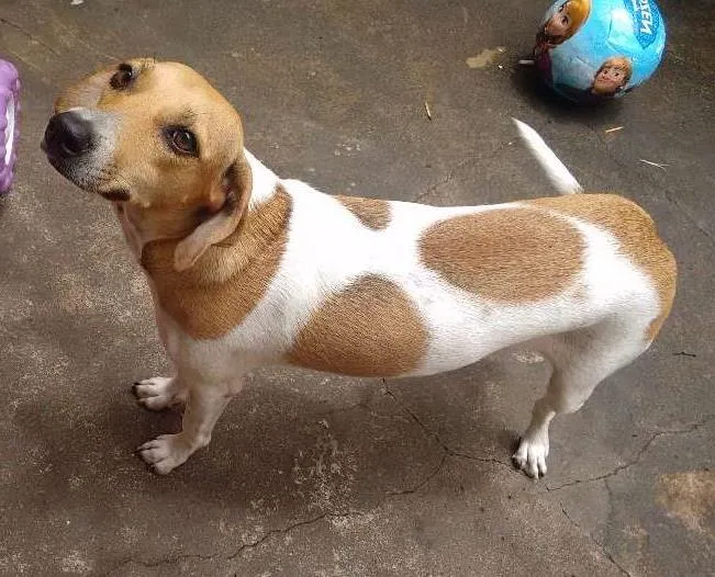 Cachorro ra a Viralata idade 7 a 11 meses nome Bonitinha